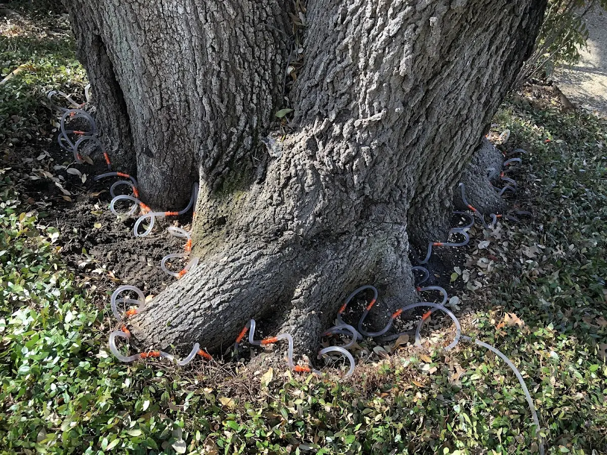 Detailed Tree Cabling and Bracing job site in Mountain Home